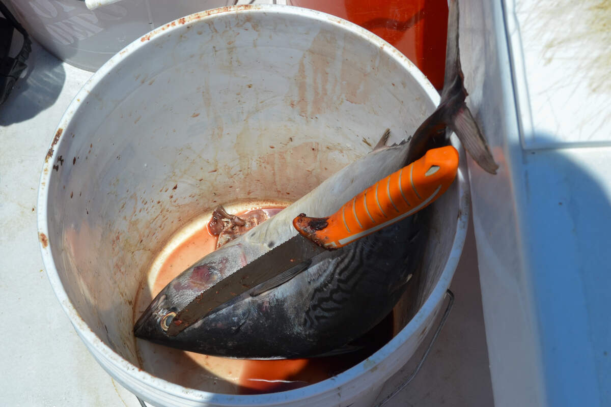 Divers aboard Florida Shark Diving’s white charter boat will cut up a gray, dead fish, to attract sharks on June 12, 2026.