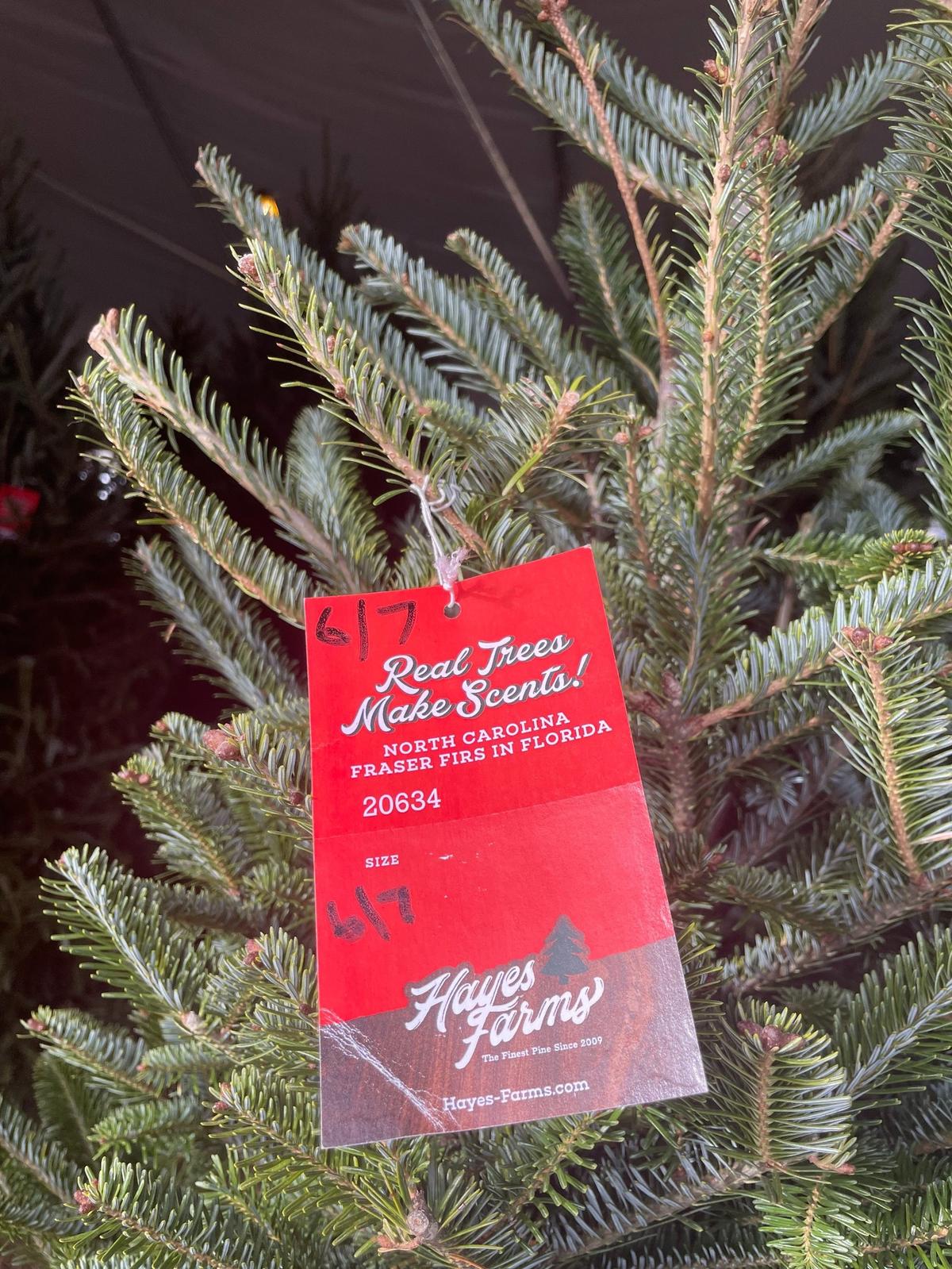 Hayes Farms has seven Christmas tree lots in South Florida, all selling premium grade Fraser firs from North Carolina. There’s a good stock of the coveted tree there this year but it may be in shorter supply in coming years because of flooding from Hurricane Helene in the state.