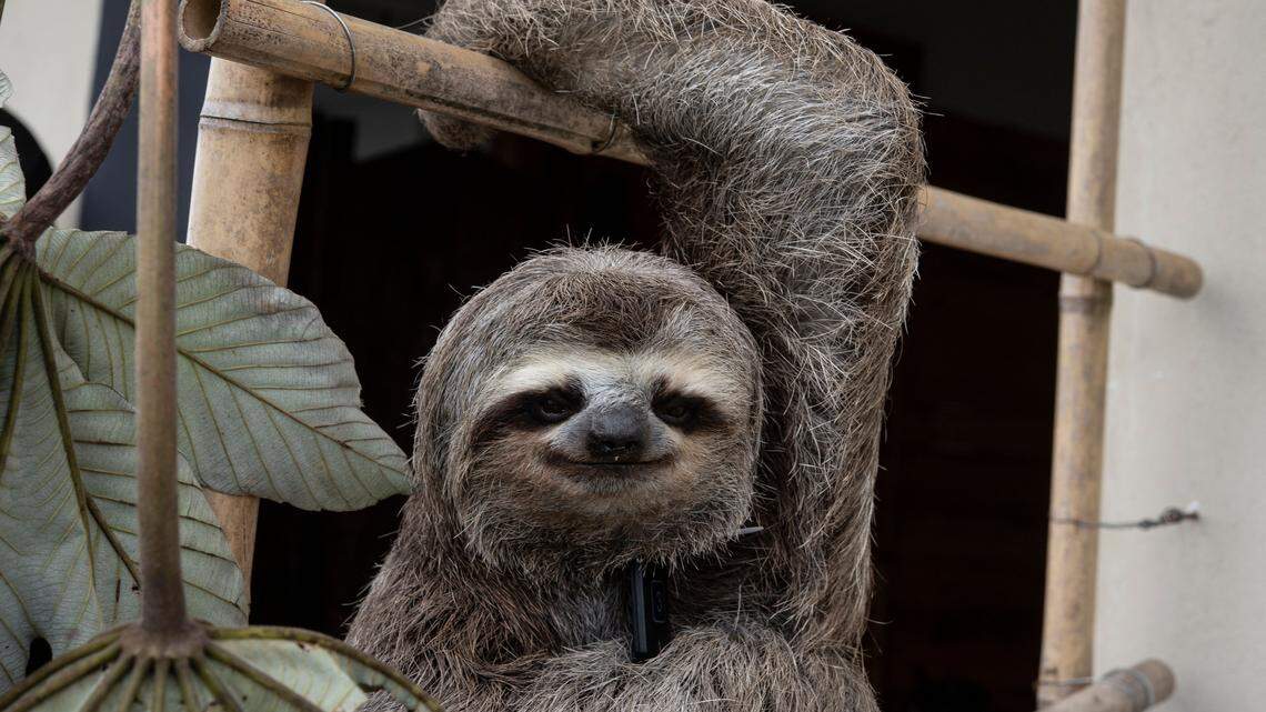 Florida suspends sloth imports amid Sloth World debacle