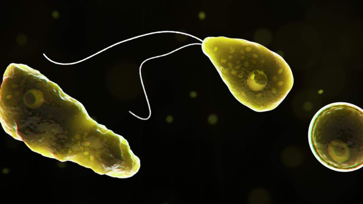 Naegleria fowleri under a microscope.