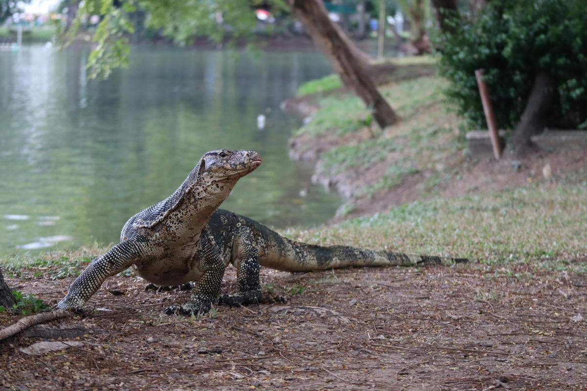 nile monitor lizard invasive species