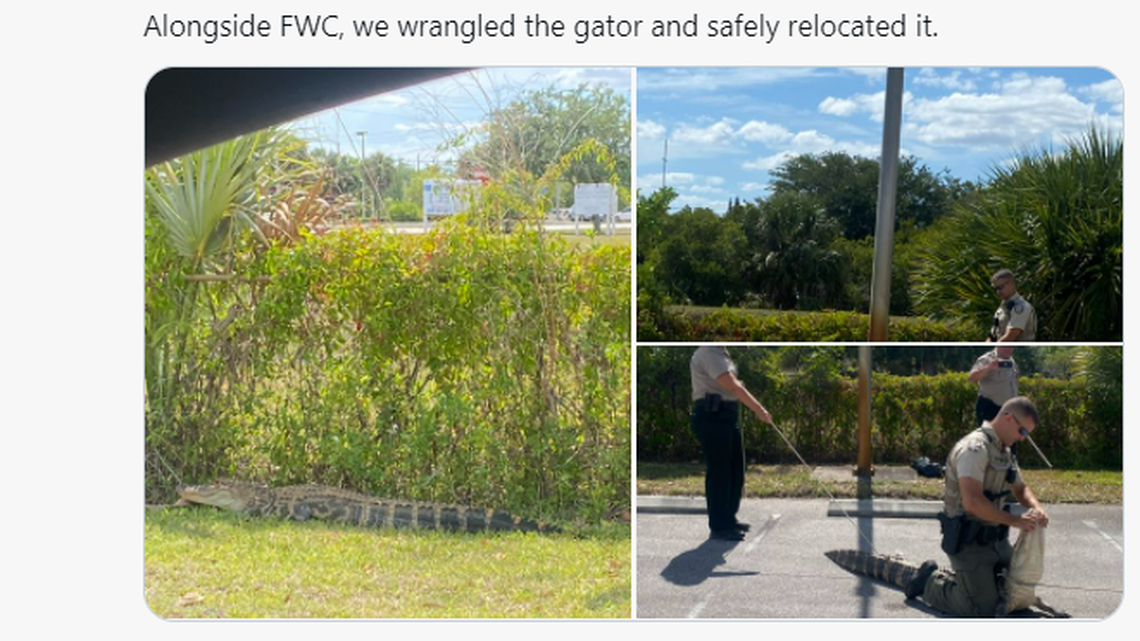The Lee County Sheriff’s Office found a ‘hangry’ gator roaming a Wendy’s parking lot on Monday, May 17, 2021.