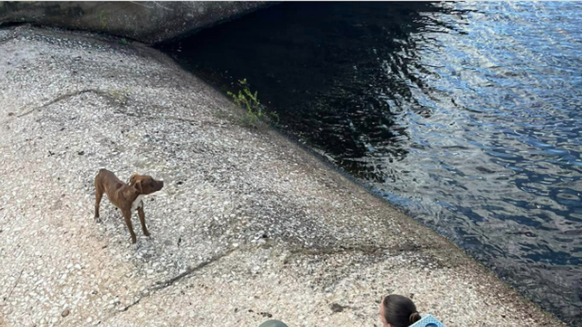 A stray dog found itself in a “tough spot” when it became trapped in a walled Florida canal, atop the spillway, the Martin County Sheriff’s Office says.