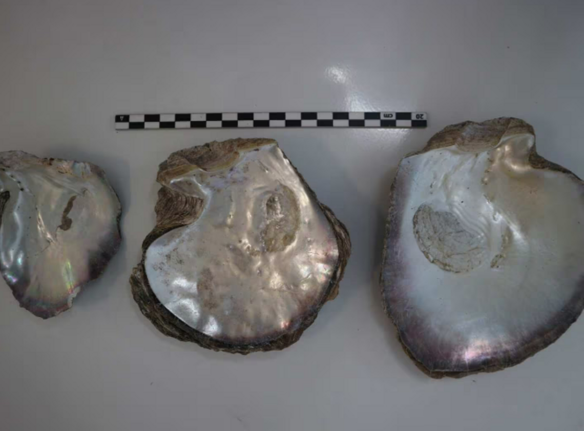Mysterious Shell ‘Mysterious shells’ unearthed from hole in French Polynesia | Miami Herald