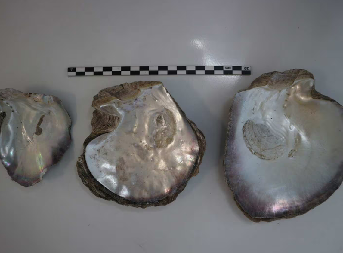Archaeologists believe the “mysterious pearl shells” were used to teach local boys how to prepare shells for export.