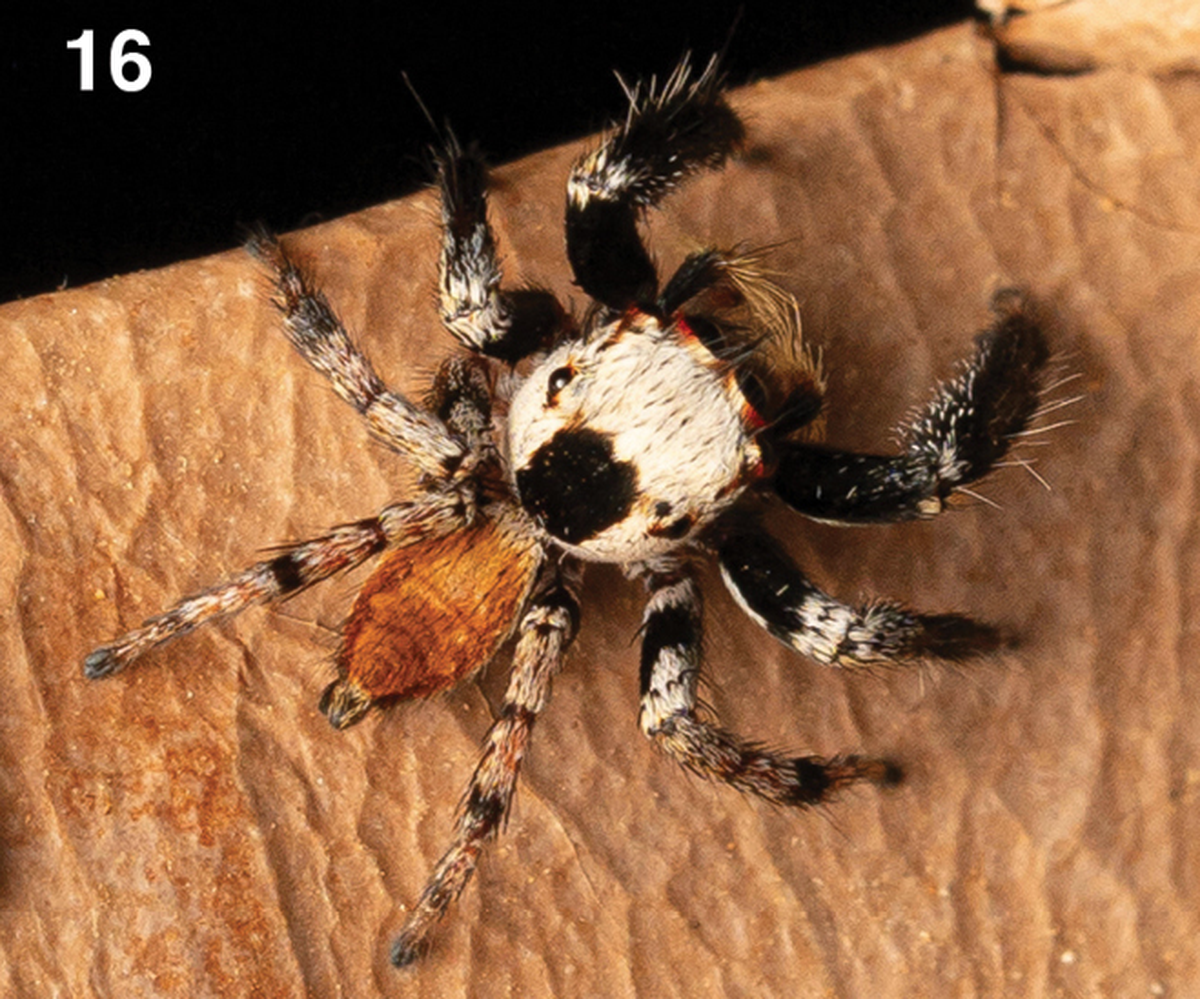 The thorax, or front, of the spider’s body is white with a black bald patch, and the abdomen, or back, is bright orange.