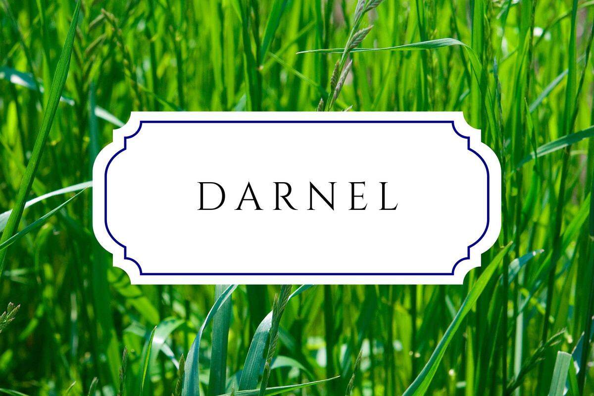 botanical baby names darnel