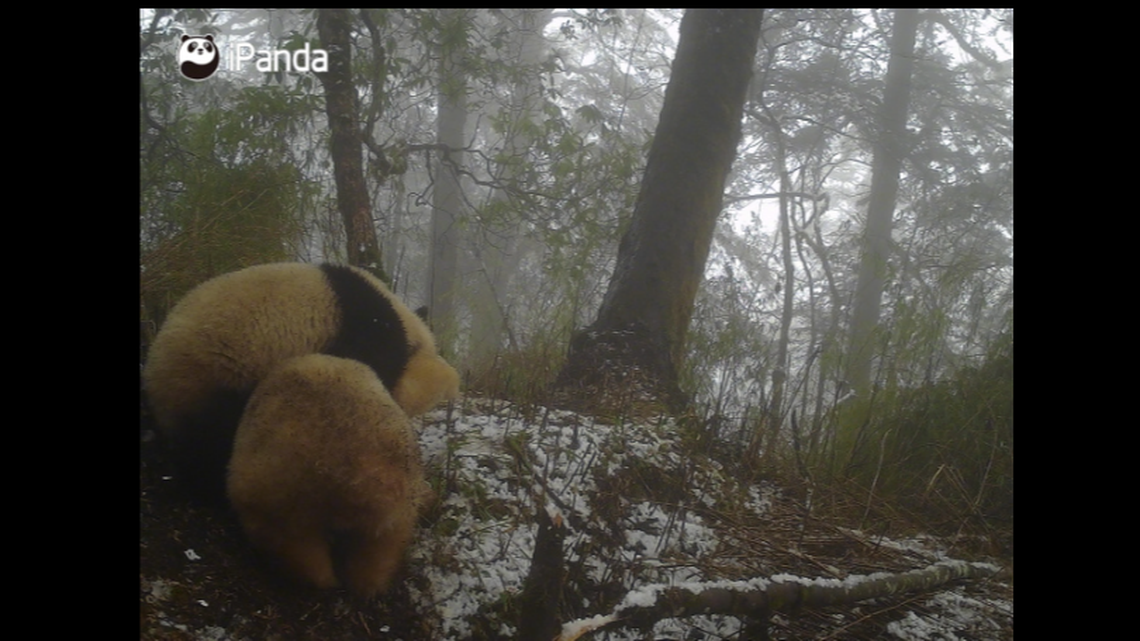 The albino panda is seen fighting and possibly mating with another panda, officials said.