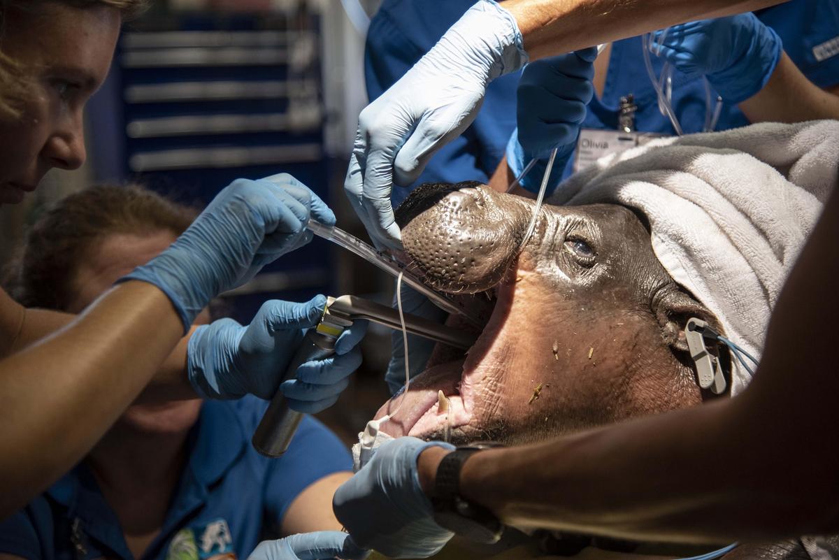 Aubergine, a baby hippo at Zoo Miami, receives a follow-up exam on July 12, 2019, to determine the effectiveness of a soft palate surgery he had in May.