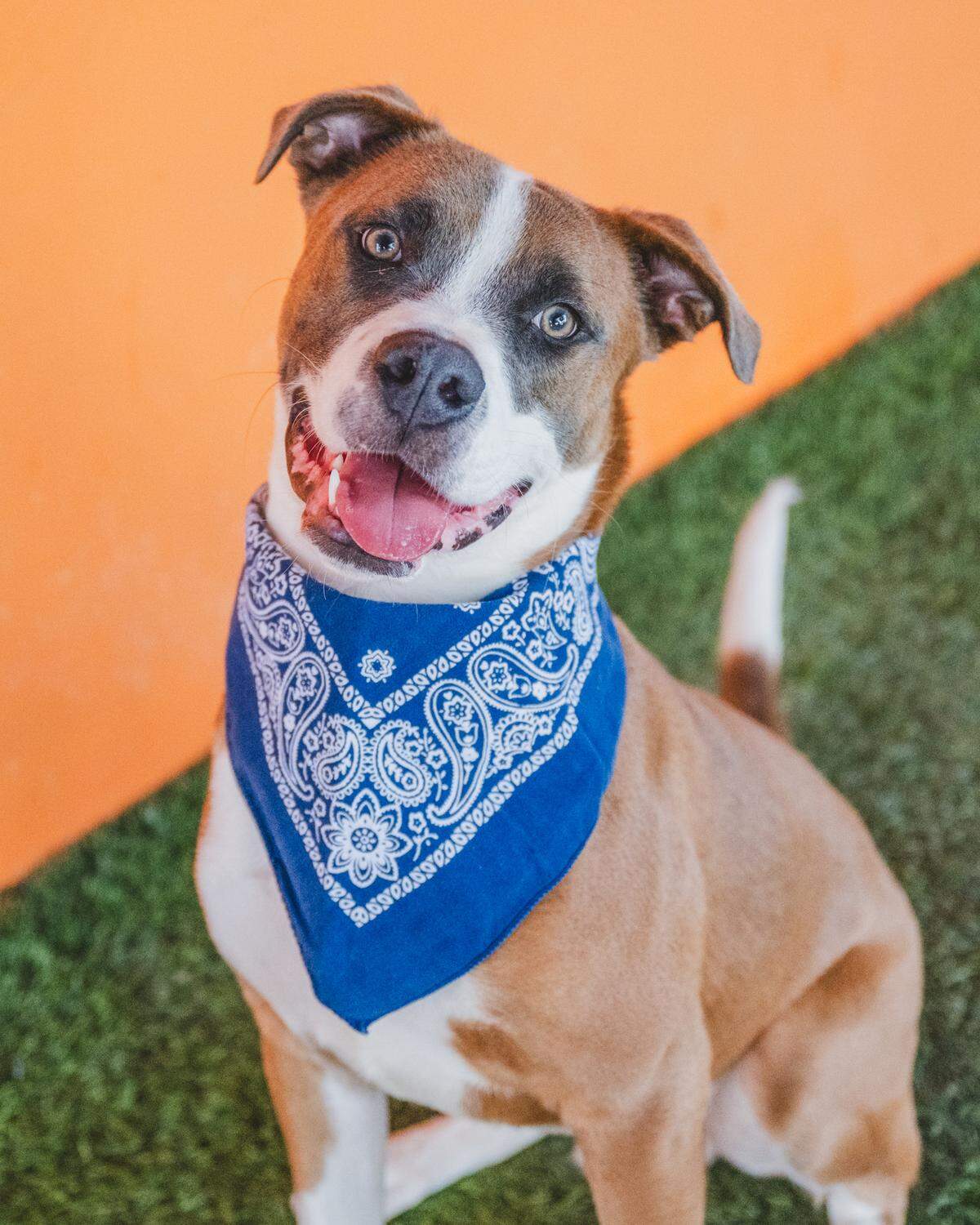 Ronny #A2477387 is a 2-year-old terrier mix with the most stunning coat color and captivating eyes. Ronny arrived at the shelter in June, a bit shy at first, but has blossomed into a confident pup during his time here. He’s young, playful, and full of energy, always ready to jump and have a blast with his furry friends. Don’t miss out on the chance to bring this lively companion into your life, stop by our shelter and adopt Ronny today!