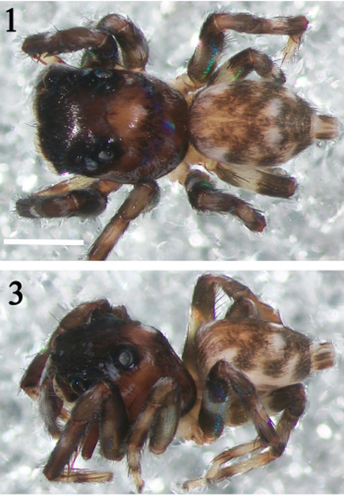 A male Thiratoscirtus iyomii specimen was distinguished by his genitalia.