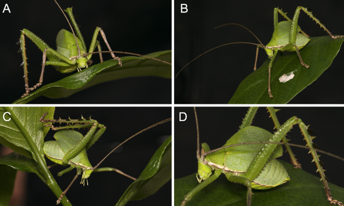 The katydids will become aggressive when handled, including using their spiky legs as a defense.