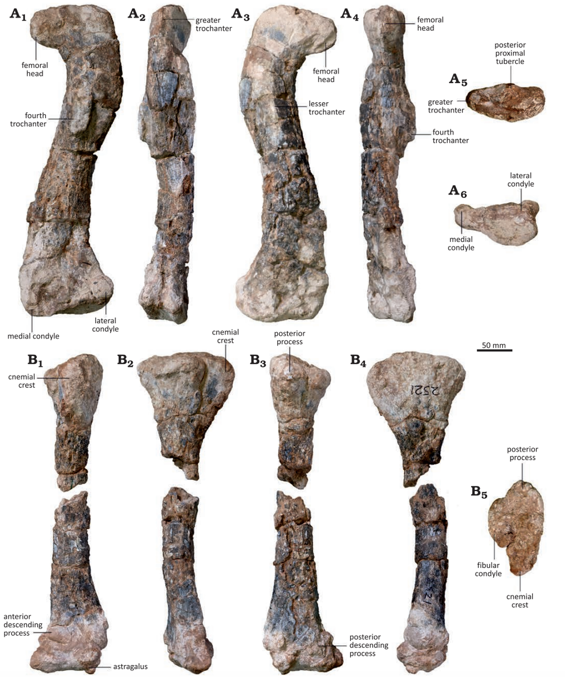 The new species stood on two legs and was about the weight of a horse, researchers said.