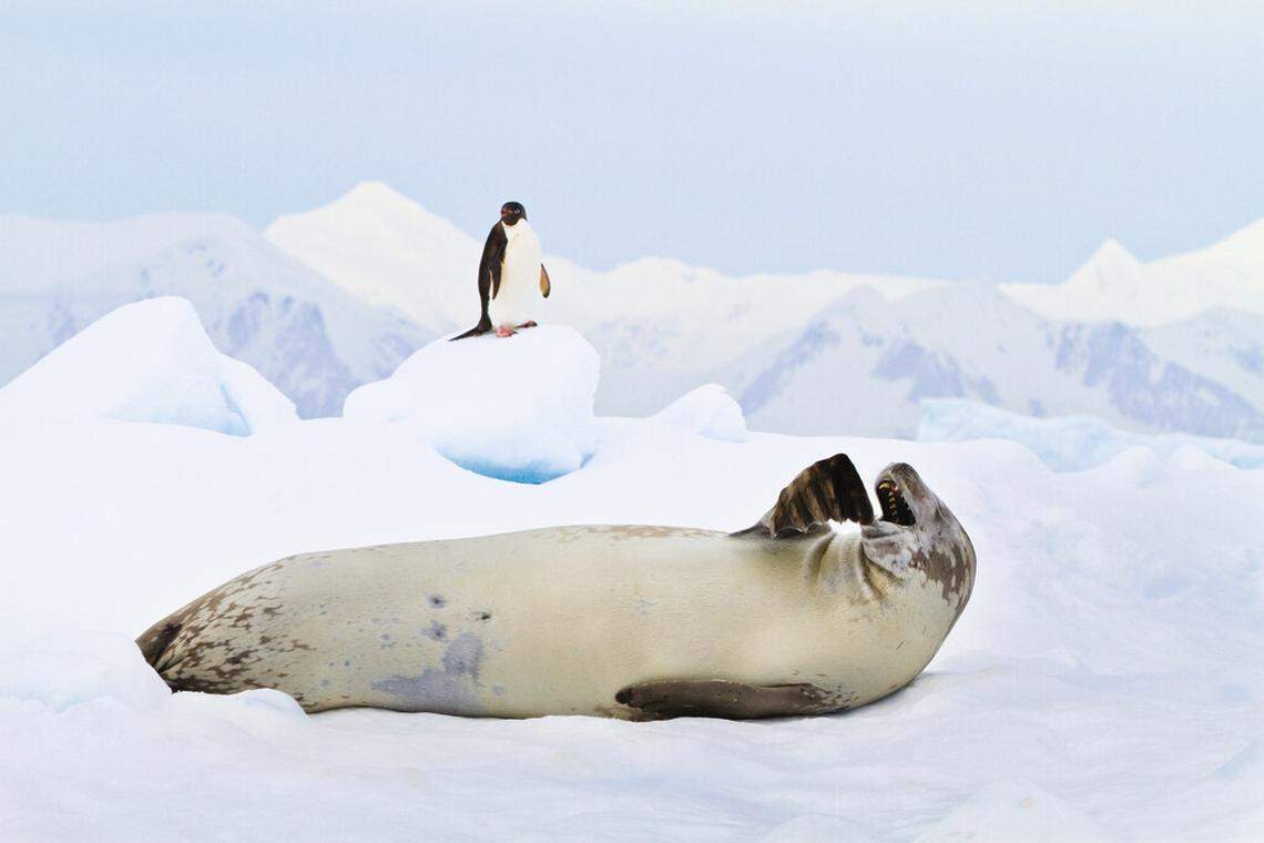 Lindblad Expeditions pioneered cruise tourism to Antarctica. Now many lines offer sailings, with deals during the Black Friday period.