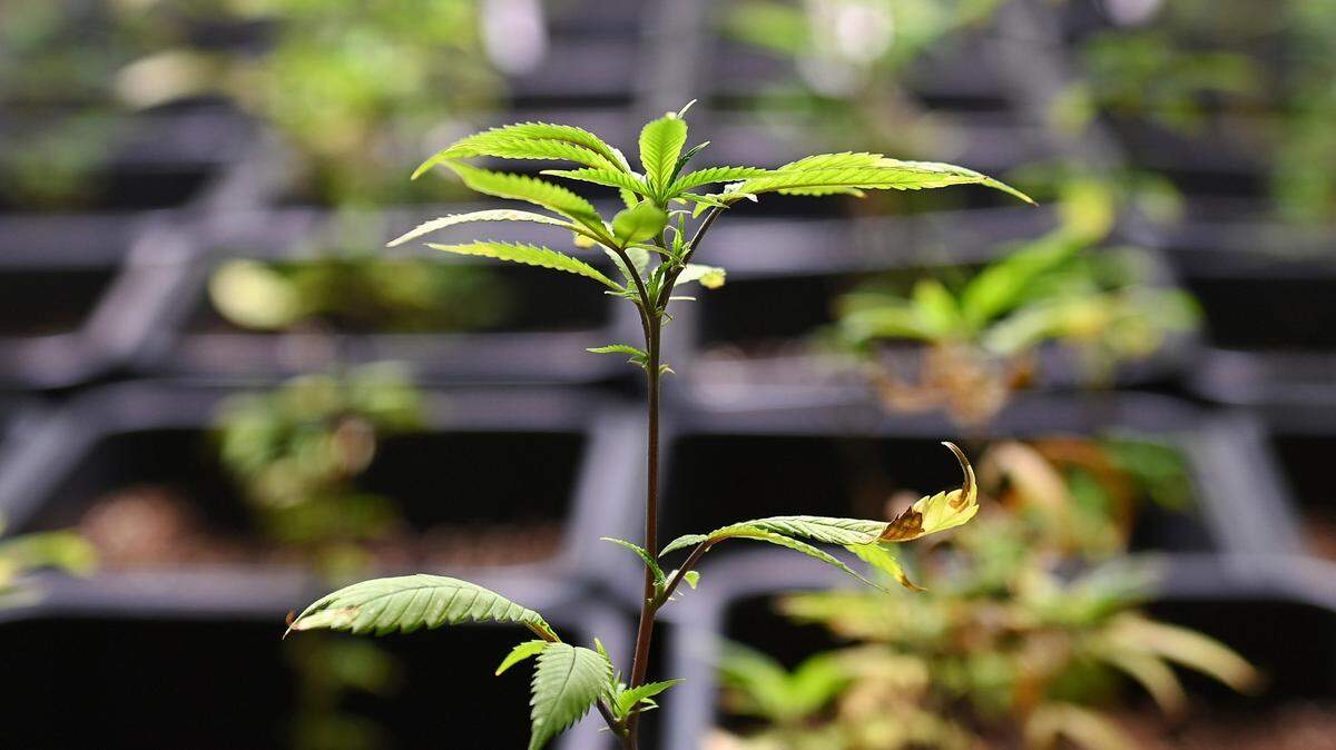 Florida voters will decide whether to legalize adult use of marijuana in November.