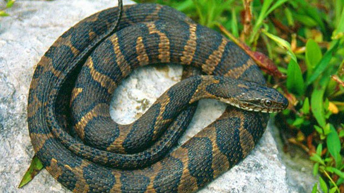 Ever heard of a snake orgy? One is taking place in Central Florida