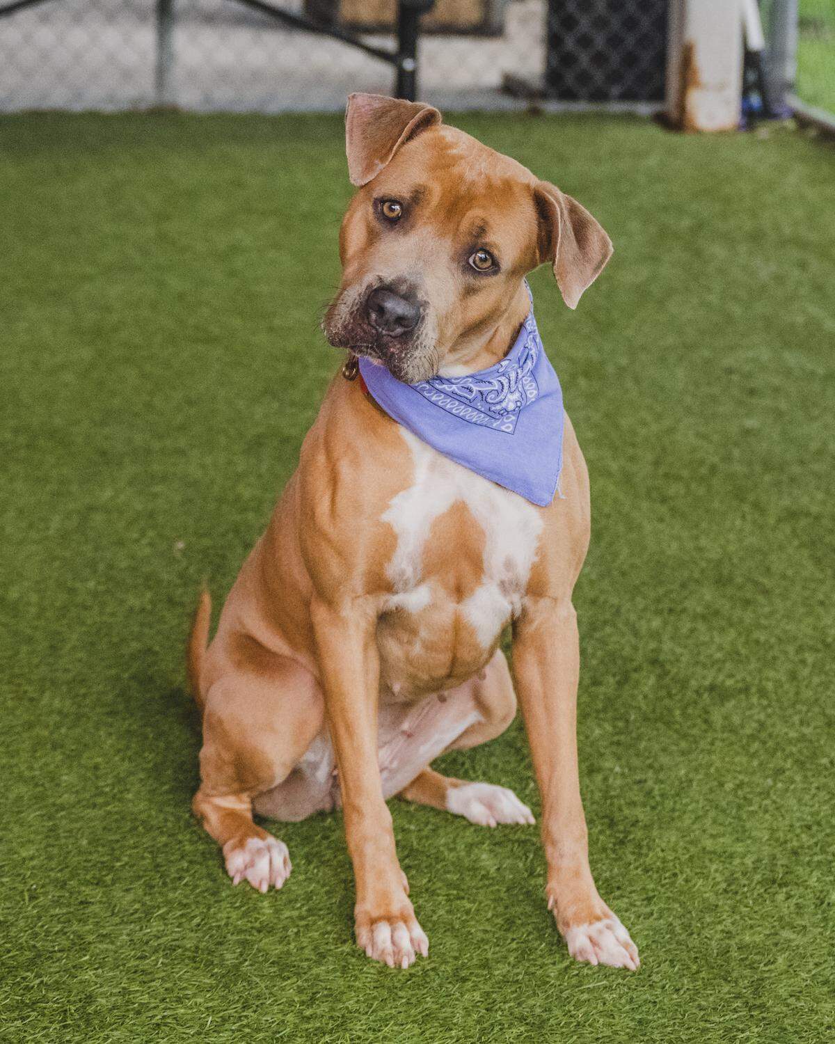 “Meet Mia #A2437117, a 2-year-old mix who’s been at the shelter since February. Mia is super sweet and loves affection from her humans. She’s also excellent in playgroups and is often used as a greeter dog to introduce new dogs to the playgroup. Mia would be a wonderful addition to any family and would be grateful for a loving home. Adopt her today! “