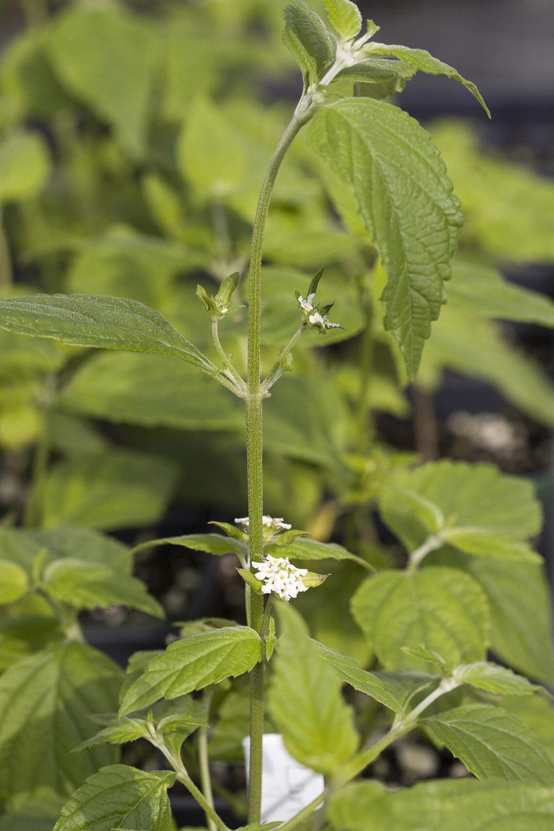 The rare hammock shrub verbena (Lantana canescens), a species straddling two ecosystems.