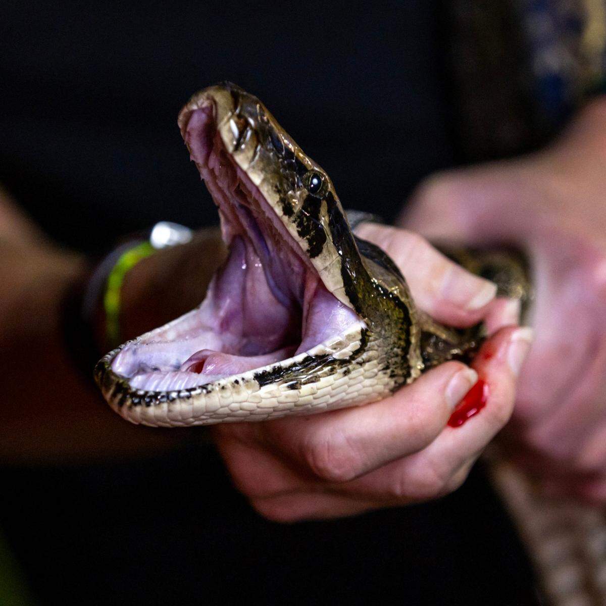 Amy Siewe’s finger bleeds after the 10-foot python bites her.