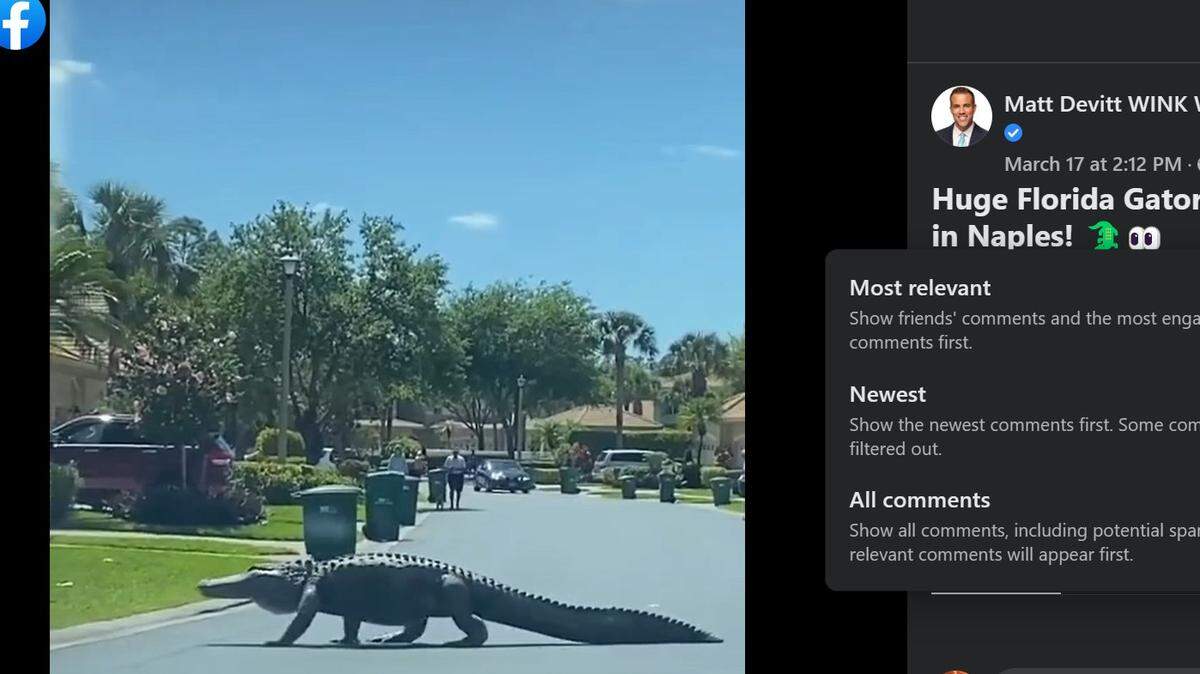Residents in an Forest Glen golf community in Naples, Florida, watched a giant alligator crossing the road, with confidence.