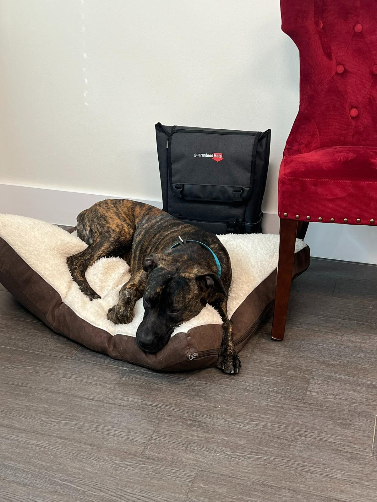 “Tigger” resting at Angel Medina III’s office after the Kendall resident decided to adopt the dog after it showed up at his house along with two other canine companions. All three found homes.
