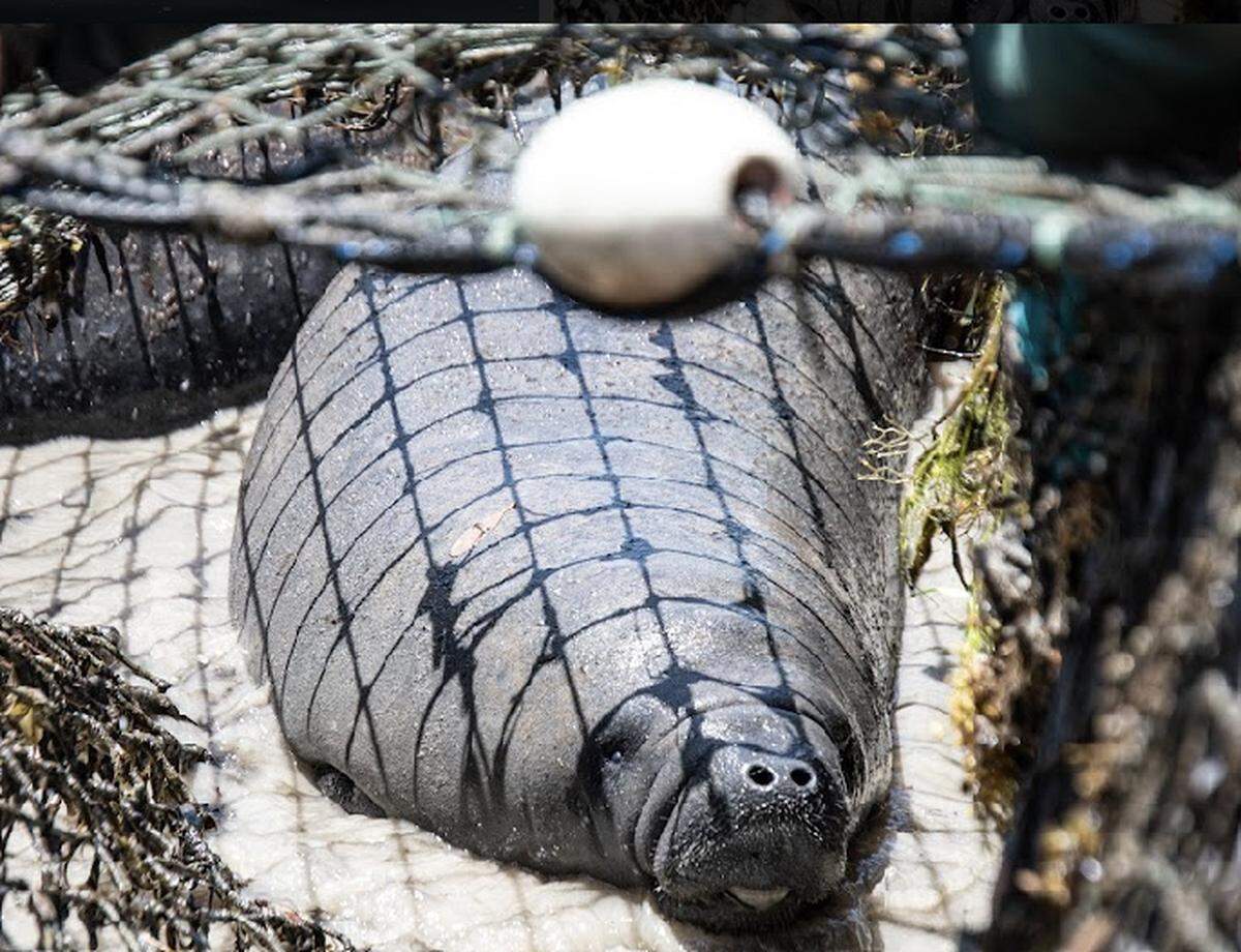 A manatee rests on a Florida Key boat ramp after being removed from the water Monday, May 1, 2023. A mother and calf were taken from the Keys to SeaWorld in Orlando because the mother suffered a severe boat strike.