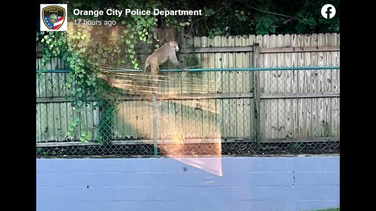 Monkey sightings have been reported in Orange City, Florida, and police think it may be linked to a little-known wild monkey population in the state.
