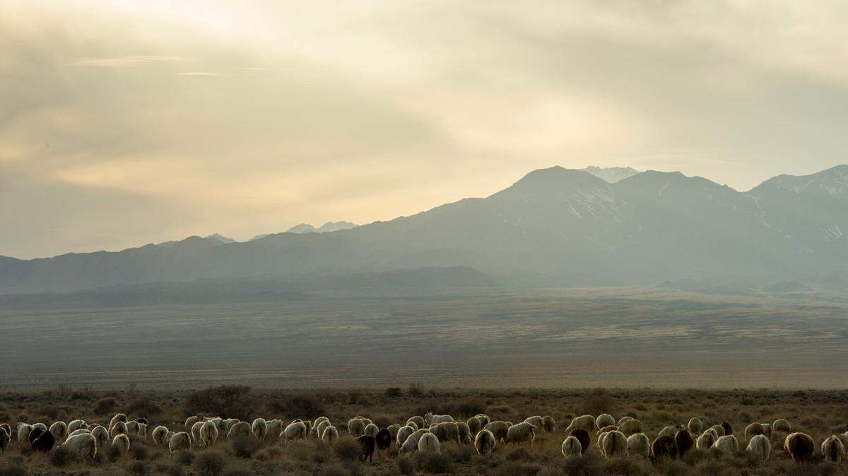 In the plains of Kazakhstan, bird species have been poorly recorded in the past.