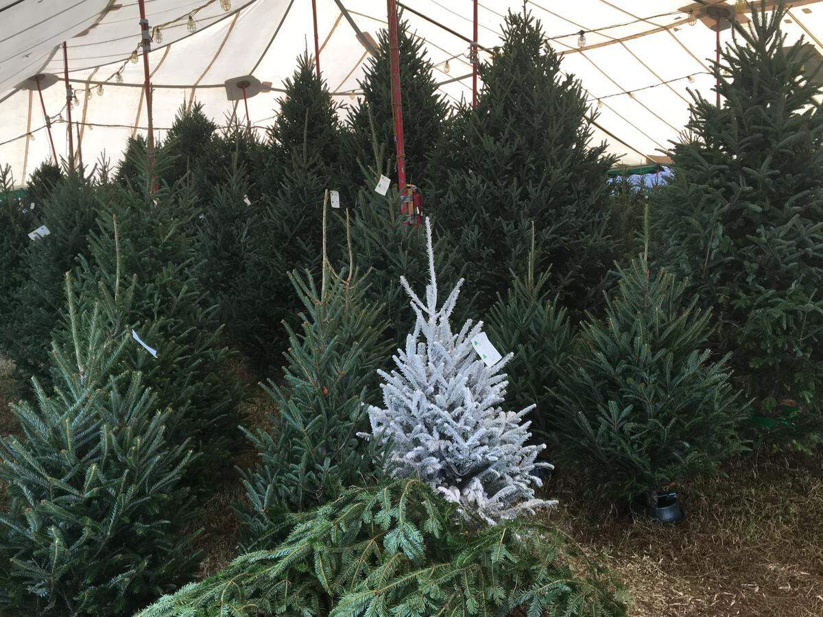 Christmas trees for sale at Jack’s Christmas Trees in South Florida.