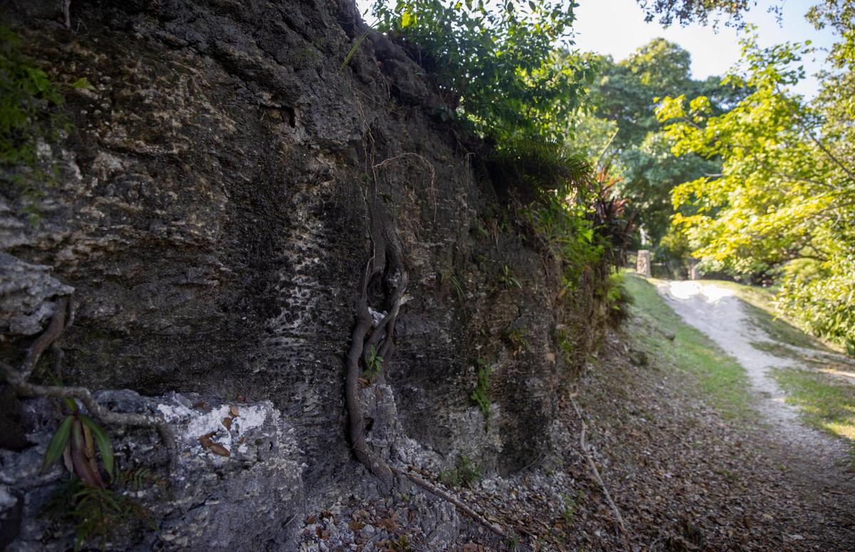 Cocoplum Plaza Circle is a good place to see the oolitic limestone that forms Miami-Dade’s bedrock.