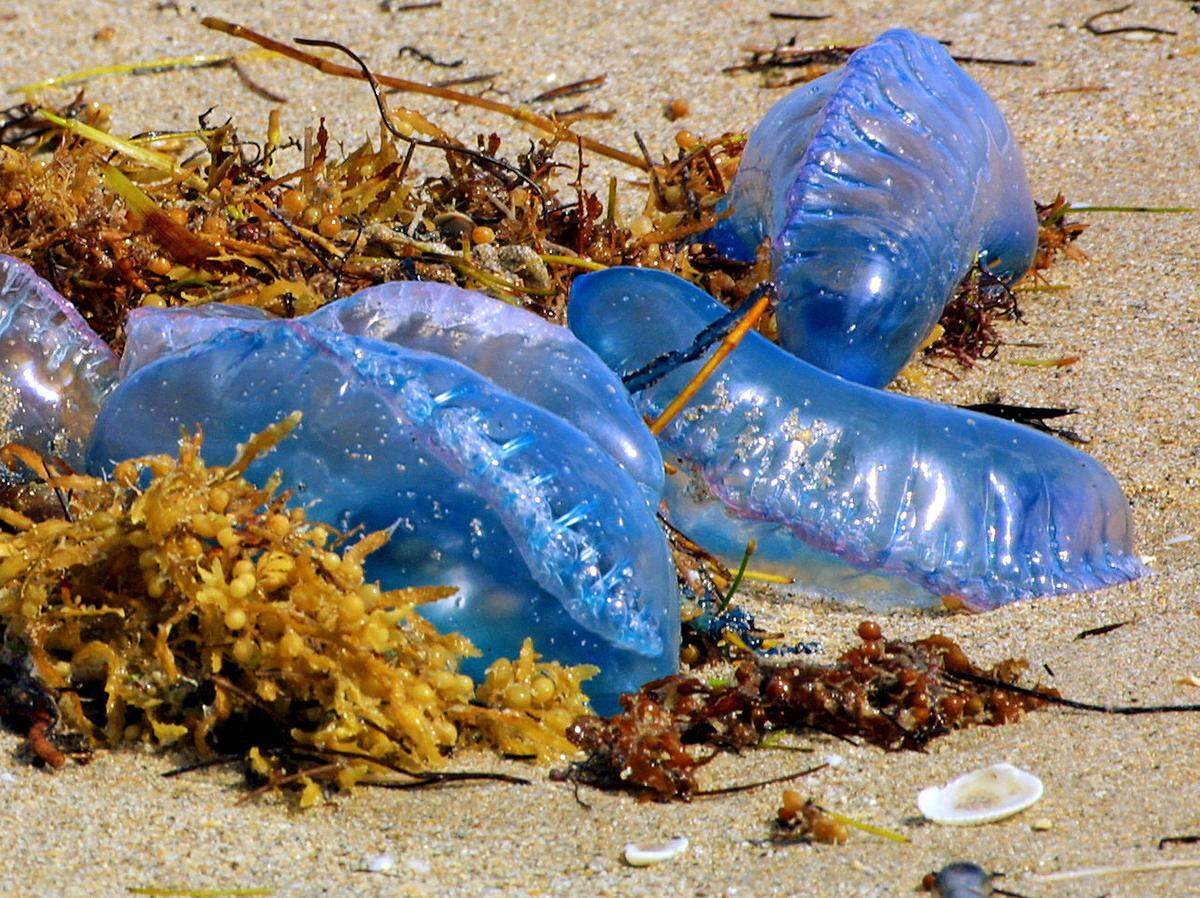 In this Feb. 20, 2003 file photo, Portuguese man o’ wars were plentiful on Fort Lauderdale Beach. The long, dangling tentacles with powerful stinging cells are not visible as they are on the bottom side of the warm-sea siphonophores.