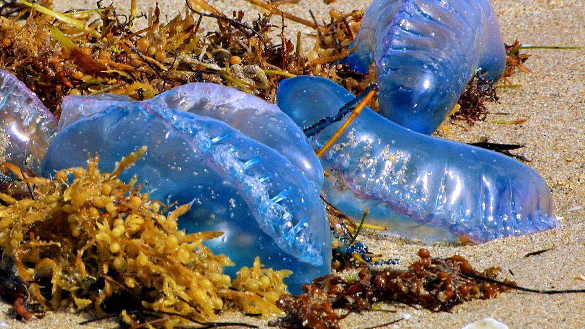 In this Feb. 20, 2003 file photo, Portuguese men-of-war were plentiful on Fort Lauderdale Beach. The long, dangling tentacles with powerful stinging cells are not visible as they are on the bottom side of the warm-sea siphonophores.