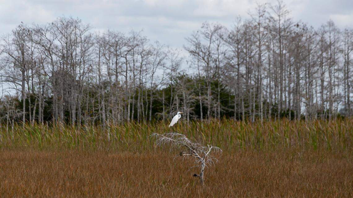 A view of a great white egret in the Florida Everglades on Friday, Feb. 4, 2022.