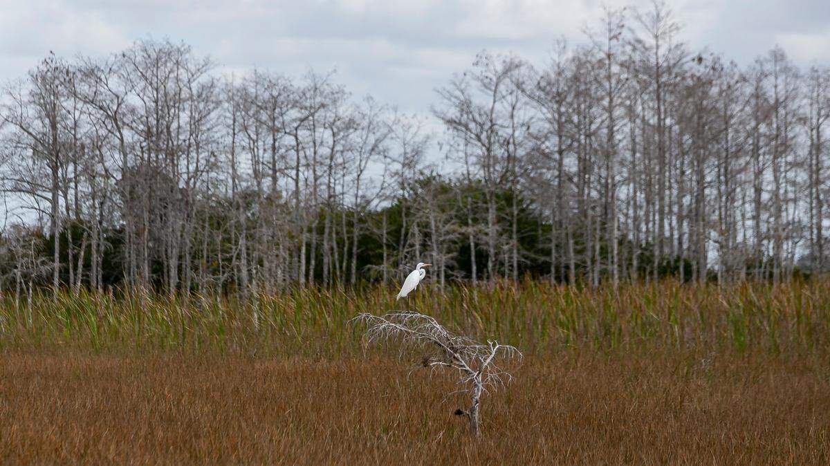 Una garceta blanca en los Everglades en la Florida el viernes 4 de febrero de 2022.