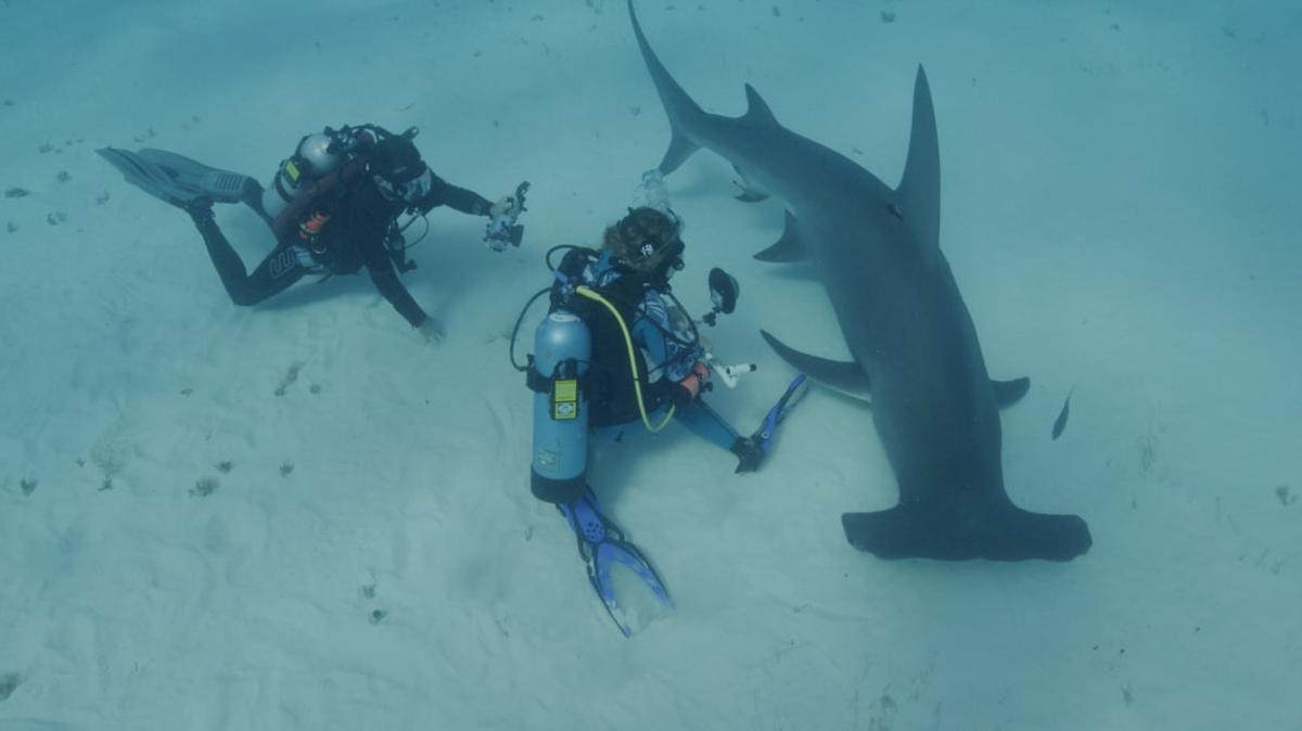 Underwater shot of Yannis Papastamatiou and Erin Spencer with hammerhead off Florida