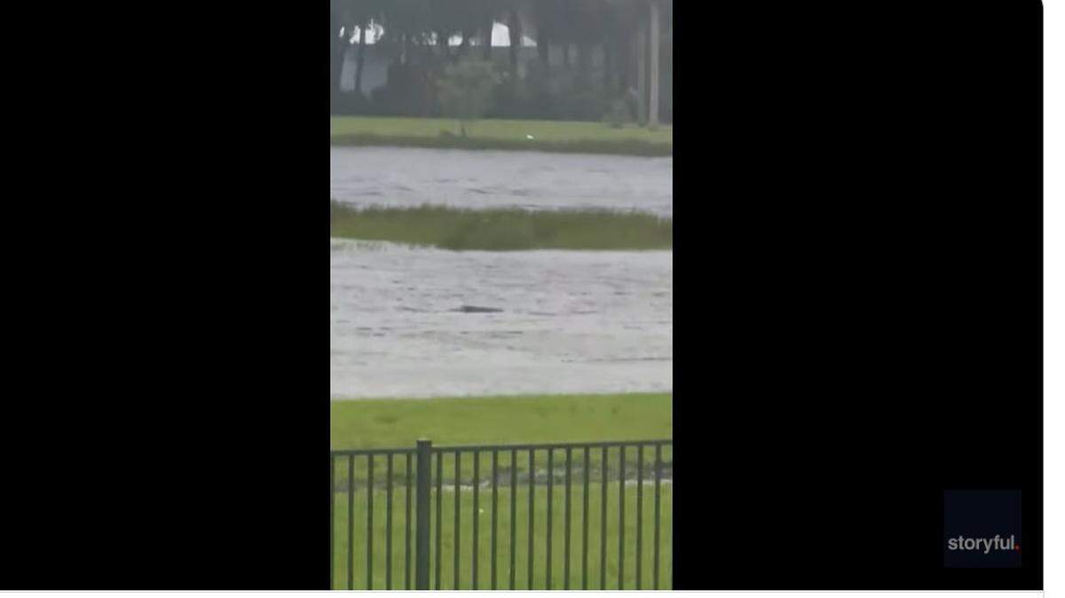 Fort Myers resident Dominic Cameratta shot this fish swimming in the Hurricane Ian floodwaters/Storyful screenshot