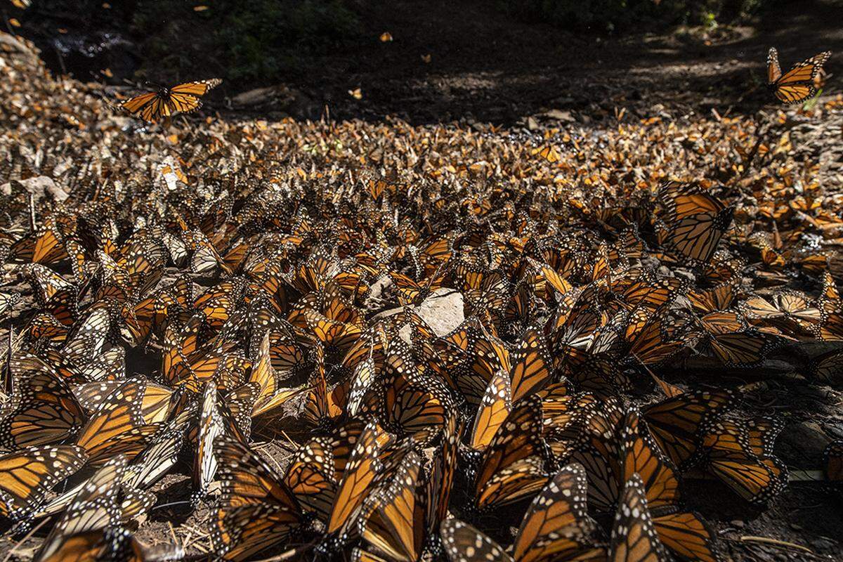 Tens of thousands of monarchs come down to the creek bed to drink during the heat of the day.