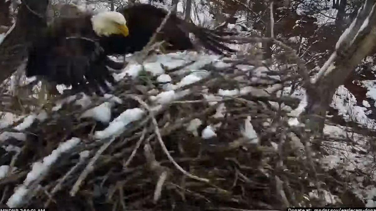 A bald eagle chick is dead after its nest fell from a tree in Minnesota, wildlife officials say.