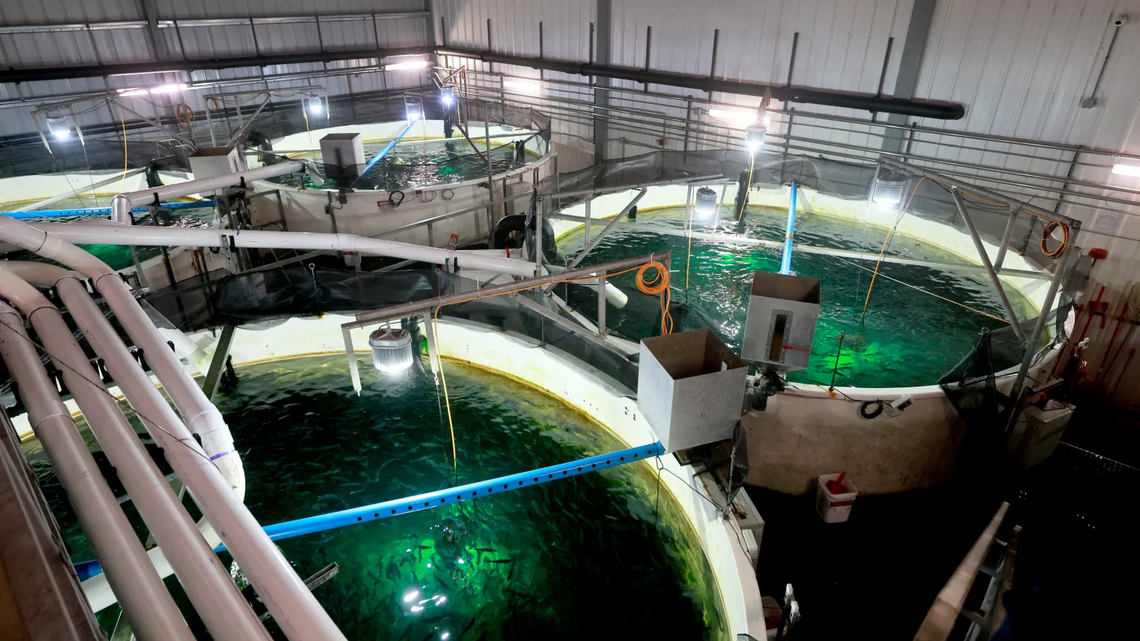 Tanks filled with juvenile salmon at Atlantic Sapphire Bluehouse salmon farm in Homestead on Friday, Feb. 7, 2025. The Bluehouse uses a technology for growing sustainable seafood on land called Recirculating Aquaculture Systems (RAS).