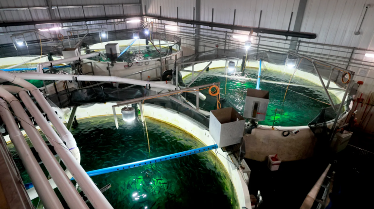 How an enormous fish farm in Homestead hopes to change the seafood industry