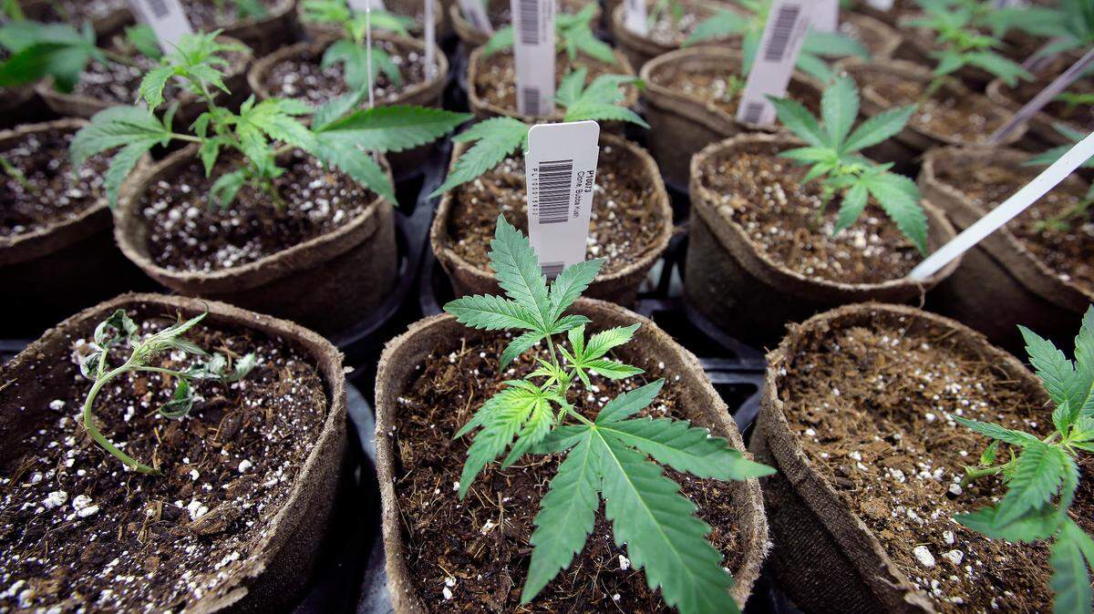 A legislative committee approved an additional $13.3 million in funding for the state’s Office of Medical Marijuana Use Thursday, despite concerns over delays in implementing a bill that legalized cannabis for medical use last year.