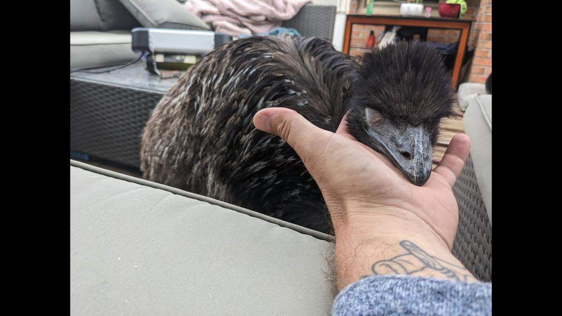 Nimbus would hang out with Olenik and other family members.