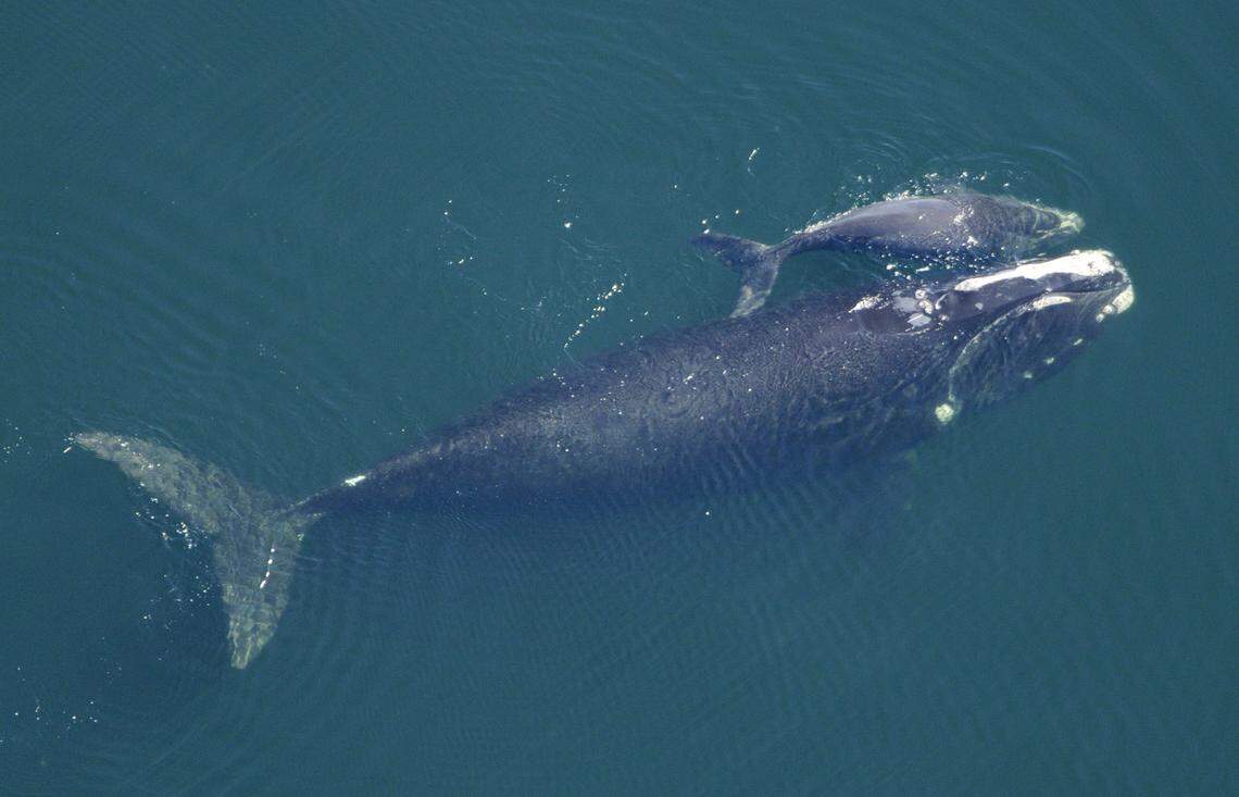 A North Atlantic right whale swims with her calf off the Atlantic coast, near the border between Florida and Georgia where whales come every year to give birth. Last year, wildlife officials recorded no new births among the endangered whales. Source: New England Aquarium.