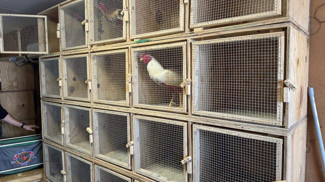 Dozens arrested after rooster-fighting ring bust in West Miami-Dade, deputies say