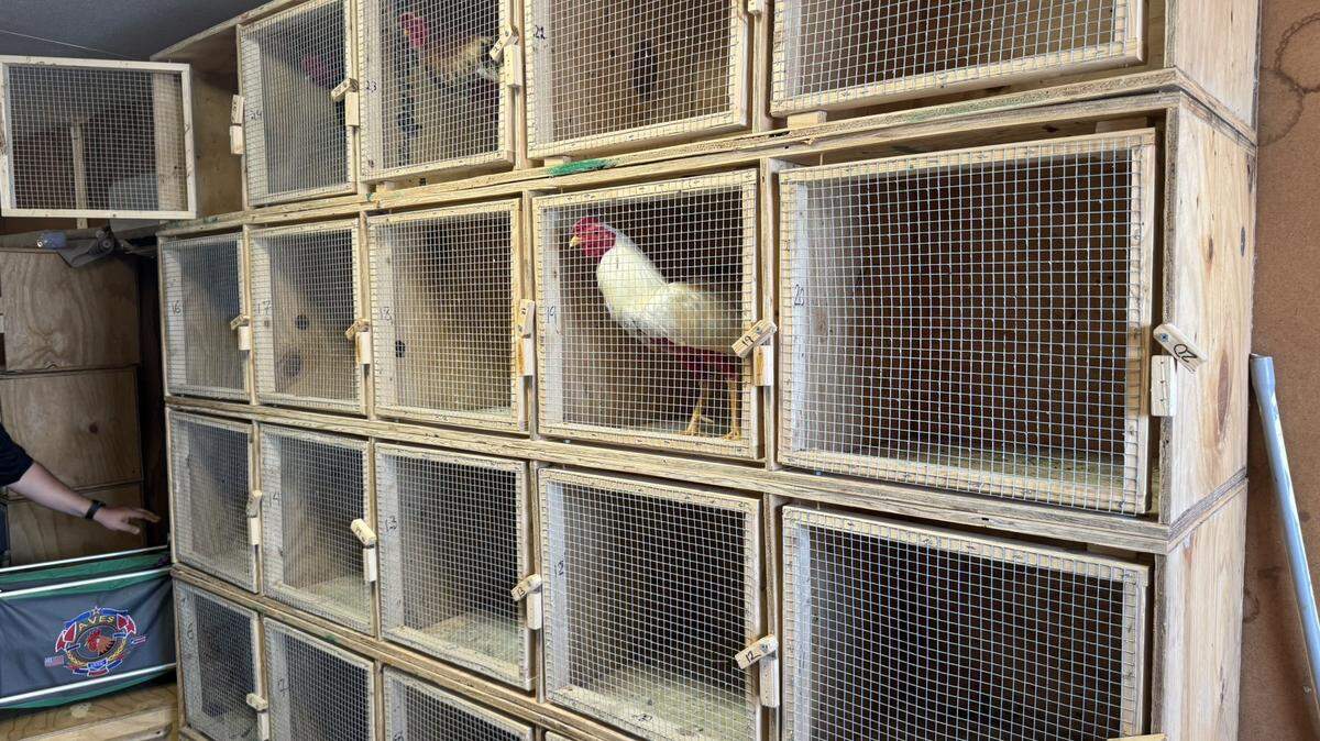A fight call led Miami-Dade deputies to an illegal rooster-fighting ring in West Miami-Dade, resulting in 42 arrests and $39,000 seized.