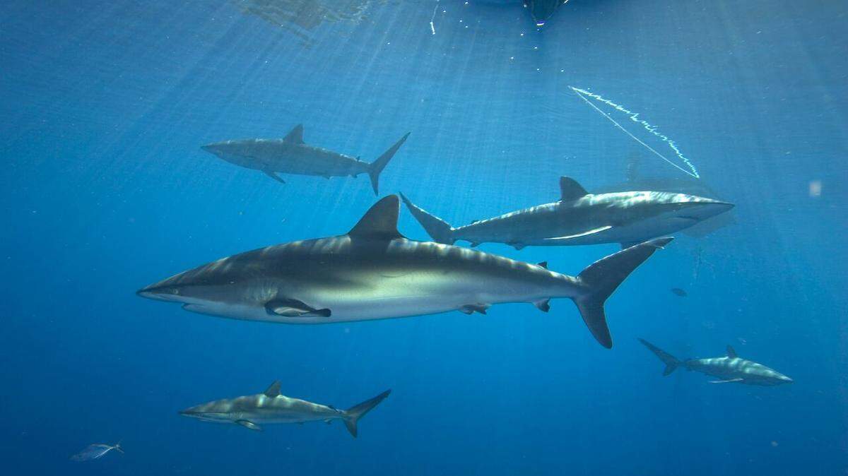 Ocean systems between Florida and Cuba are interconnected, prompting collaboration by Cuban and U.S. scientists on marine research. These sharks were photographed off the Cuban coast.