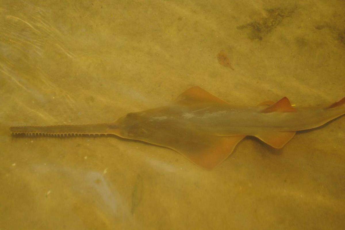 Smalltooth sawfish are an endangered species that once lived from Texas to North Carolina. They are almost exclusively found in Florida. Since Jan. 30, 2024, 28 have been found dead in the Florida Keys, worrying scientists.