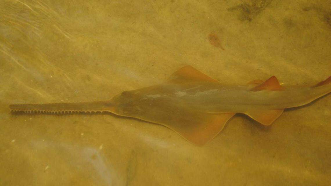 Smalltooth sawfish are an endangered species that once lived from Texas to North Carolina. They are almost exclusively found in Florida. Since Jan. 30, 2024, 17 have been found dead in the Florida Keys, worrying scientists.