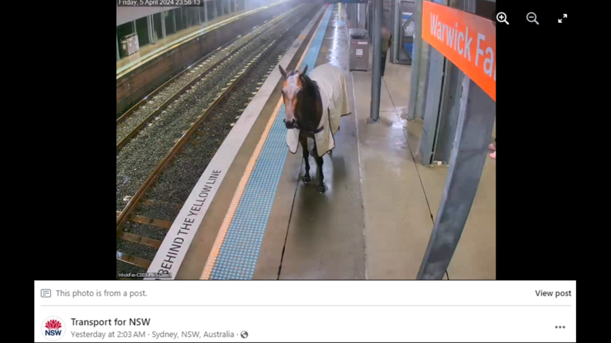 The escaped “individual” was actually a runaway horse, officials said.