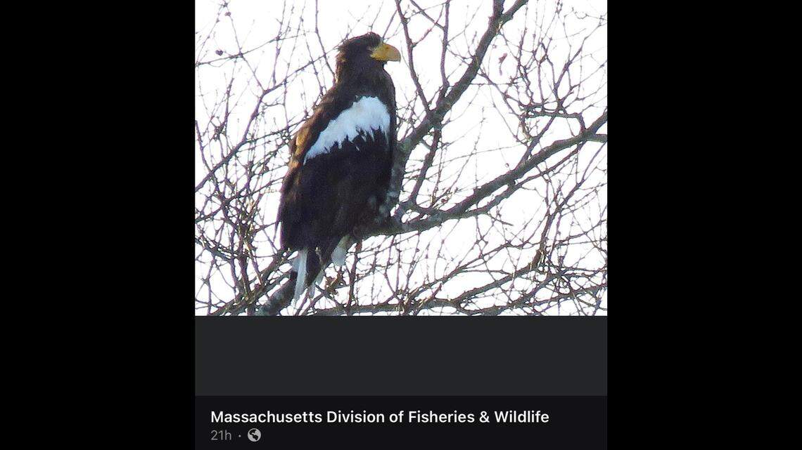 The rare Steller’s sea eagle, from Asia, was seen in Massachusetts after prior sightings in Alaska and Canada, according to the state’s wildlife organization.